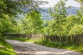 Beautiful abundant natural shades of spring green mountain. Spring colours in the mountain forest. Romania, Valea Doftanei Royalty Free Stock Photo