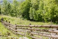 Beautiful abundant natural shades of spring green mountain. Spring colours in the mountain forest. Romania, Valea Doftanei