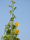 Beautiful Abutilon Indicum or Indian Mallow Plant leaves and flowers  on blue sky background Royalty Free Stock Photo