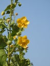 Beautiful Abutilon Indicum or Indian Mallow Plant leaves and flowers  on blue sky background Royalty Free Stock Photo