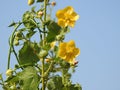 Beautiful Abutilon Indicum or Indian Mallow Plant leaves and flowers  on blue sky background Royalty Free Stock Photo