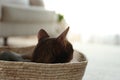 Beautiful Abyssinian cat in basket. Lovely pet Royalty Free Stock Photo