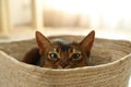 Beautiful Abyssinian cat in basket. Lovely pet Royalty Free Stock Photo