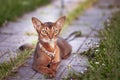 Beautiful Abyssinian cat in a collar, close-up portrait, gracefully lying