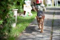 Beautiful Abyssinian cat in a collar, close-up portrait, running on a street walkway