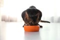 Beautiful Abyssinian cat eating from bowl. Lovely pet