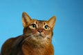 Beautiful Abyssinian cat on light blue background, closeup. Lovely pet Royalty Free Stock Photo