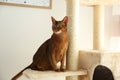 Beautiful Abyssinian cat on pet tree at home. Lovely pet