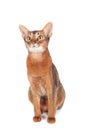 Abyssinian cat portrait isolated on white, cat is interestedly looking Royalty Free Stock Photo