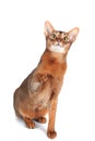 abyssinian cat portrait isolated on white, cat is interestedly looking Royalty Free Stock Photo