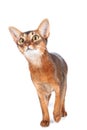 abyssinian cat portrait isolated on white, cat is interestedly looking Royalty Free Stock Photo