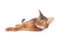 abyssinian cat portrait isolated on white, cat lies stretched out