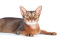 Beautiful abyssinian cat portrait isolated on white, cat lies stretched out