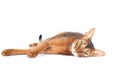 abyssinian cat portrait isolated on white, cat lies stretched out and looks at the camera