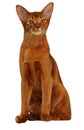 Beautiful Abyssinian cat sorrel color