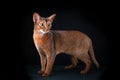 Abyssinian cat, studio portrait on black, standard breed