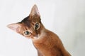 The Beautiful Abyssinian Cat is Waiting for the Food