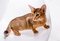 Beautiful Abyssinian cat on white background. Closeup. Royalty Free Stock Photo