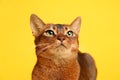 Beautiful Abyssinian cat on yellow background, closeup. Lovely pet Royalty Free Stock Photo