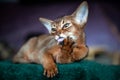 Beautiful Abyssinian kitten washes, licks the foot