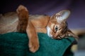 Beautiful Abyssinian plays Close-up