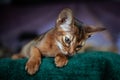 Beautiful Abyssinian plays Close-up portrait