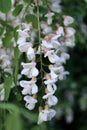 lush and beautiful acacia flowers with an intoxicating scent