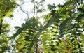 Beautiful acacia leaves on a branch, a ray of sun breaks through them. Autumn leaves with sunbeams. Photo of autumn leaves on a Royalty Free Stock Photo