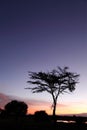 Beautiful Acacia tree at Sunrise Royalty Free Stock Photo