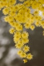 Beautiful acacia yellow flower, mimosa. Close up view of yellow mimosa flower with selective focus Royalty Free Stock Photo