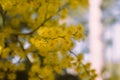 Beautiful acacia yellow flower, mimosa. Close up view of yellow mimosa flower with selective focus Royalty Free Stock Photo