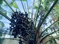 Beautiful acai berry fruit that thrives on trees