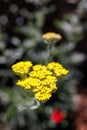 Beautiful achillea biebersteinii dreamstime flower on a blurred background Royalty Free Stock Photo