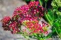 Beautiful `achillea millefolium cerise` queen pink flowers in a spring season at a botanical garden.