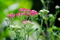 Beautiful `achillea millefolium cerise` queen pink flowers in a spring season at a botanical garden.