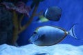 Achilles tang fish in clear aquarium