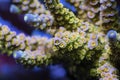 Beautiful acropora sps coral in coral reef aquarium tank.