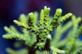 Beautiful acropora sps coral in coral reef aquarium tank.