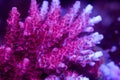 Beautiful acropora sps coral in coral reef aquarium tank.