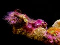 Beautiful Actiniaria in black background.Pink Sea anemone in Aquarium.