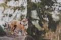 Beautiful active dog in the forest, telephoto image.