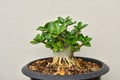 Beautiful adenium bonsai Royalty Free Stock Photo