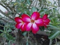 Beautiful adenium flowers have a blush red color Royalty Free Stock Photo