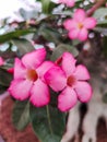 Adenium Desert pink Rose Plants Beautiful Flowers Royalty Free Stock Photo