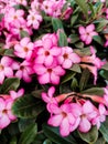 Adenium Desert pink Rose Plants Beautiful Flowers Royalty Free Stock Photo