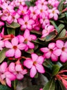 Adenium Desert pink Rose Plants Beautiful Flowers Royalty Free Stock Photo