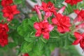 Beautiful Adenium Obesum or Desert rose flower in the garden background Royalty Free Stock Photo