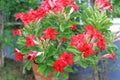 Beautiful Adenium Obesum or Desert rose flower in the garden background Royalty Free Stock Photo