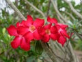 Beautiful Adenium Obesum flower. Desert rose of pink and red color petal Royalty Free Stock Photo