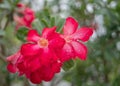 Beautiful Adenium Obesum flower. Desert rose of pink and red color petal Royalty Free Stock Photo
